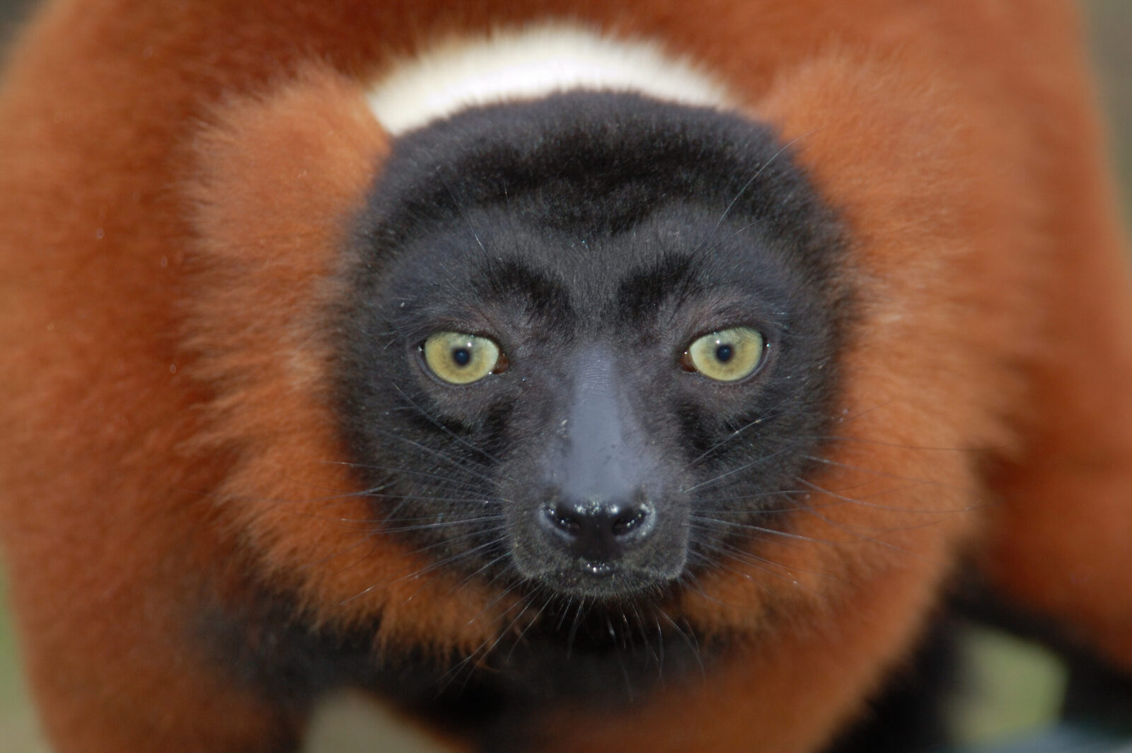 viaggio di gruppo in Madagascar  -  foto Lemuri Voyagers