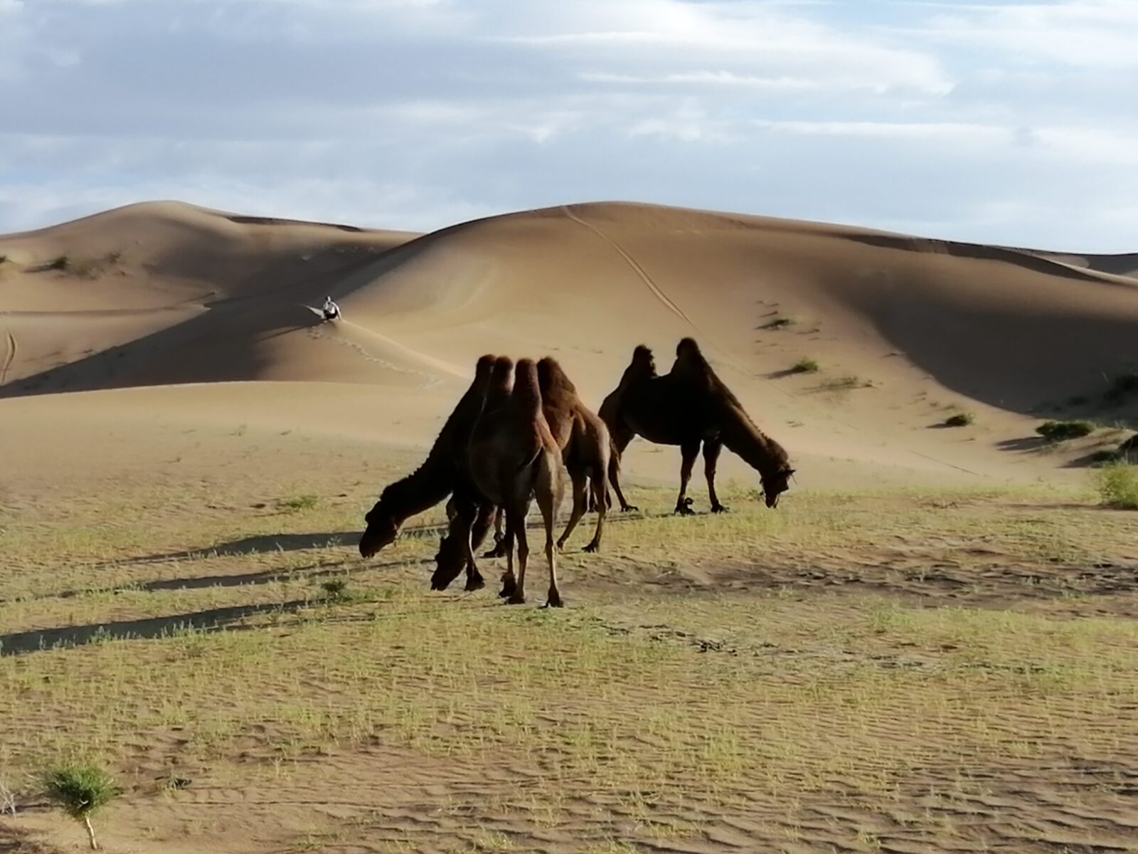 Viaggio in Mongolia nel deserto del Gobi e il festival del Naadam