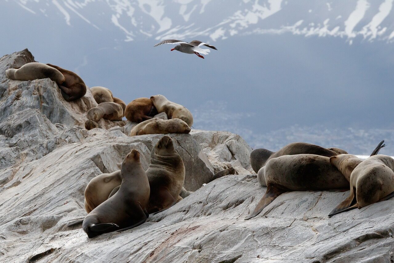 Curiosità Patagonia - leoni marini