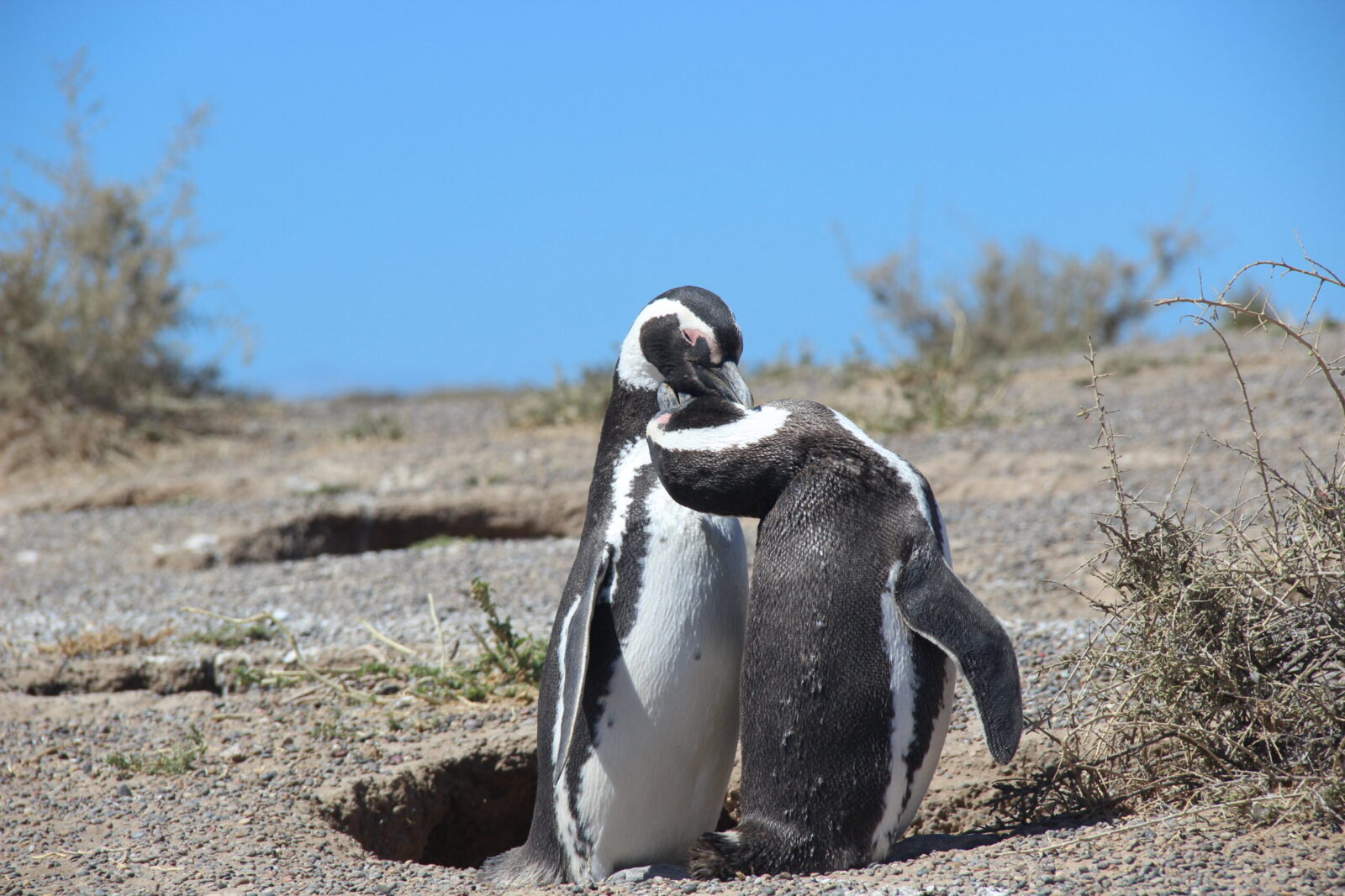 Curiosità Patagonia - Pinguino di Magellano