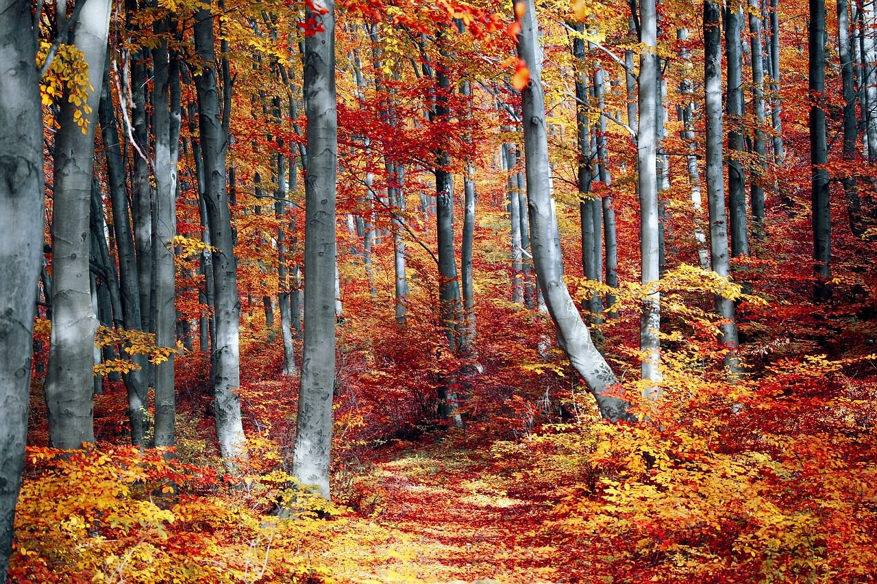 bosco in autunno foliage