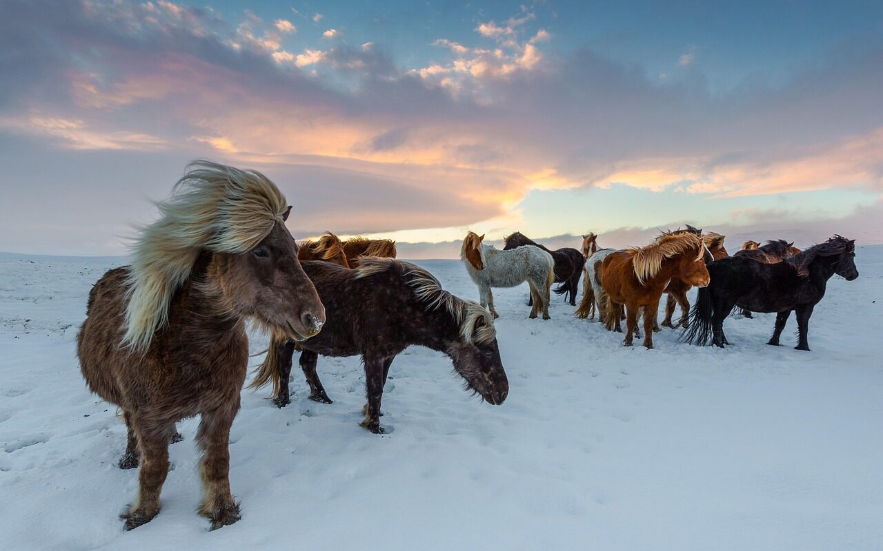 10 cose che forse non sai sull'Islanda - cavalli